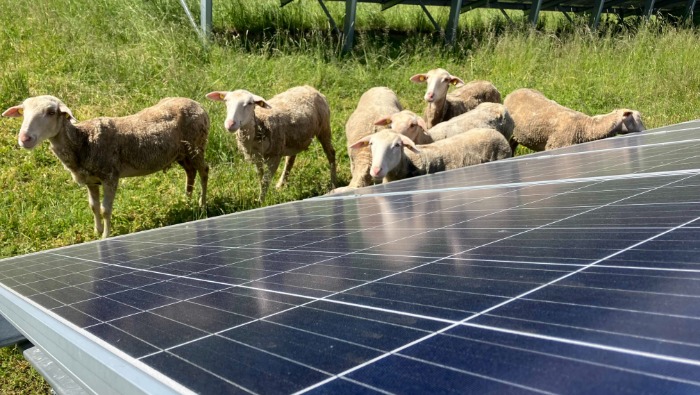 Veréblakótelep, birkalegelő, denevérodú, bagolyköpet: környezetvédelmi akciókkal zöldíti telephelyeit az E.ON