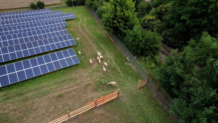 Gépek helyett bárányok nyírják a füvet az E.ON napelemparkjában